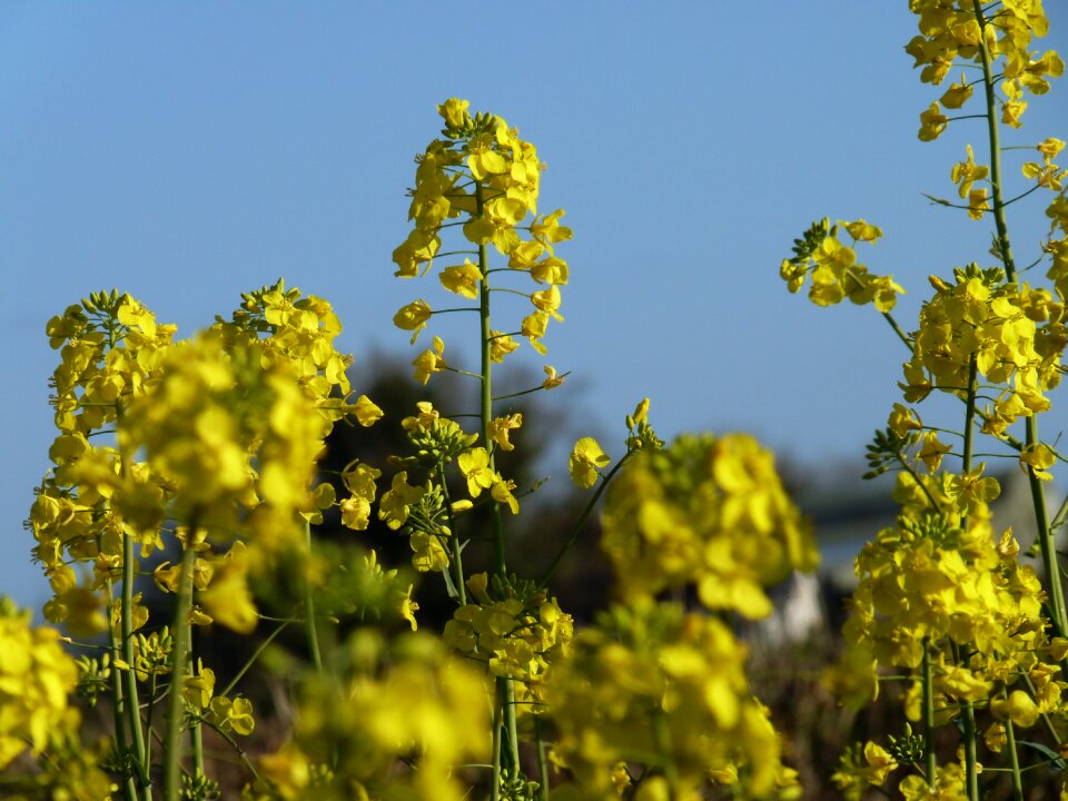 Cultivation yellow landscape
