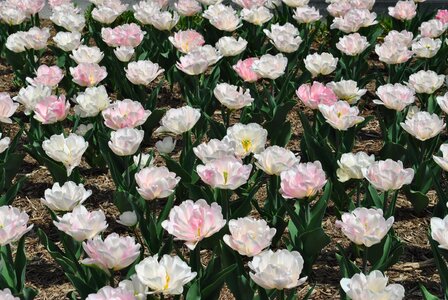 Spring spring blossom pink photo