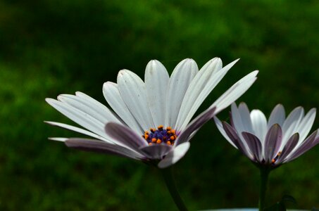 Gerbera flower flowers