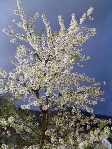 Cherry blossom cherry tree white blossom photo