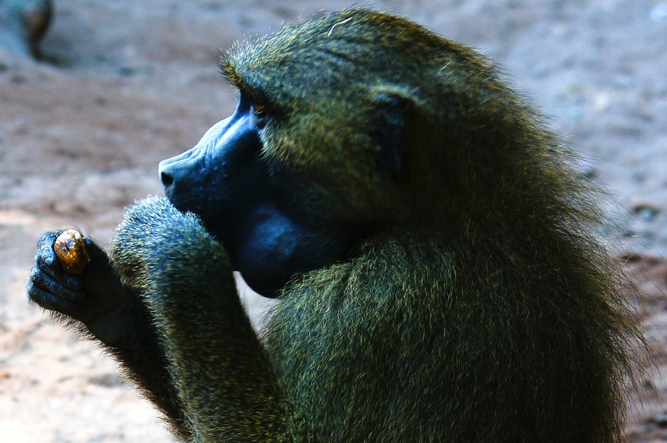 Monkey animals nature
