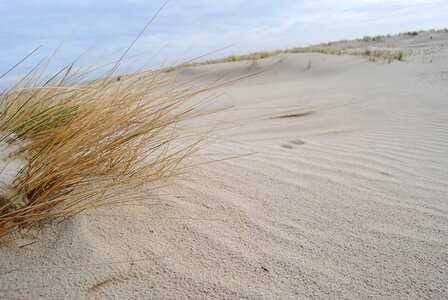 Beach grass beach sand photo