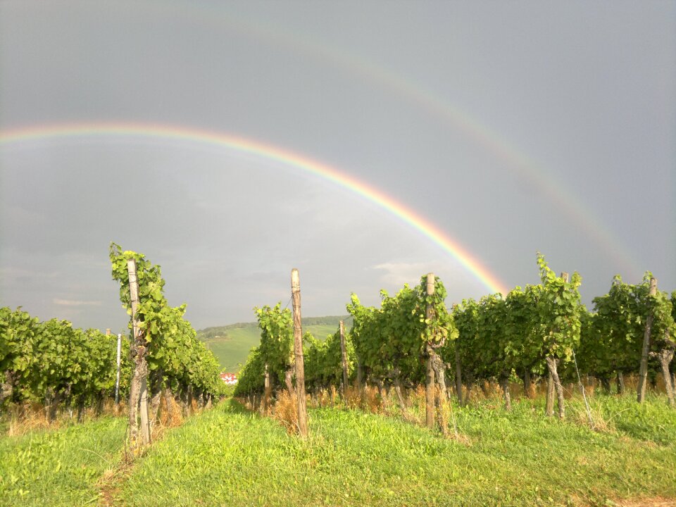 Rainbow wine bright