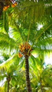 Coconut palm leaf vacations