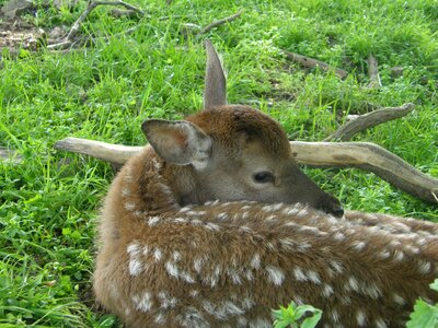 Animals roe deer bambi photo