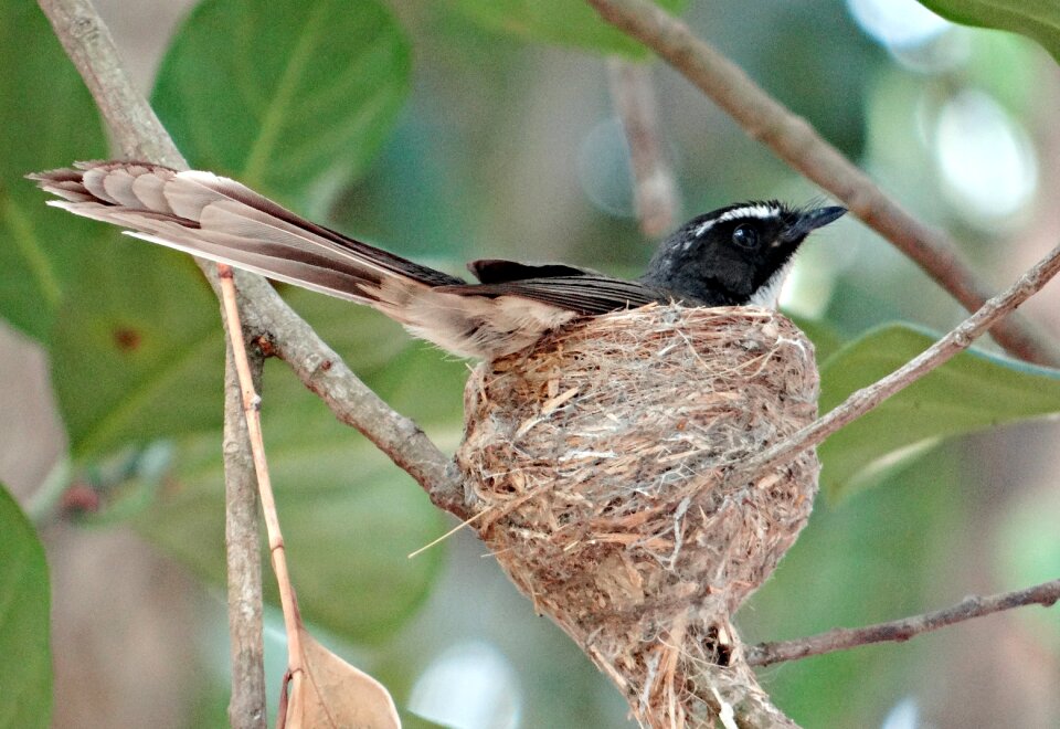 Bird nest bird nest