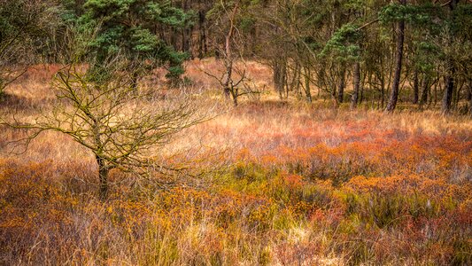 Trees kahl graze photo