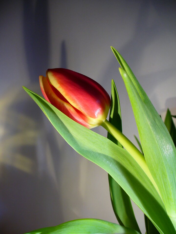 Holland tulip fields blossomed