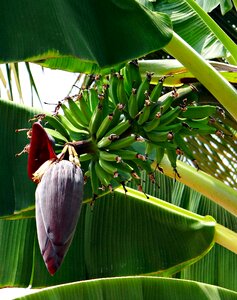 Green plantain tree