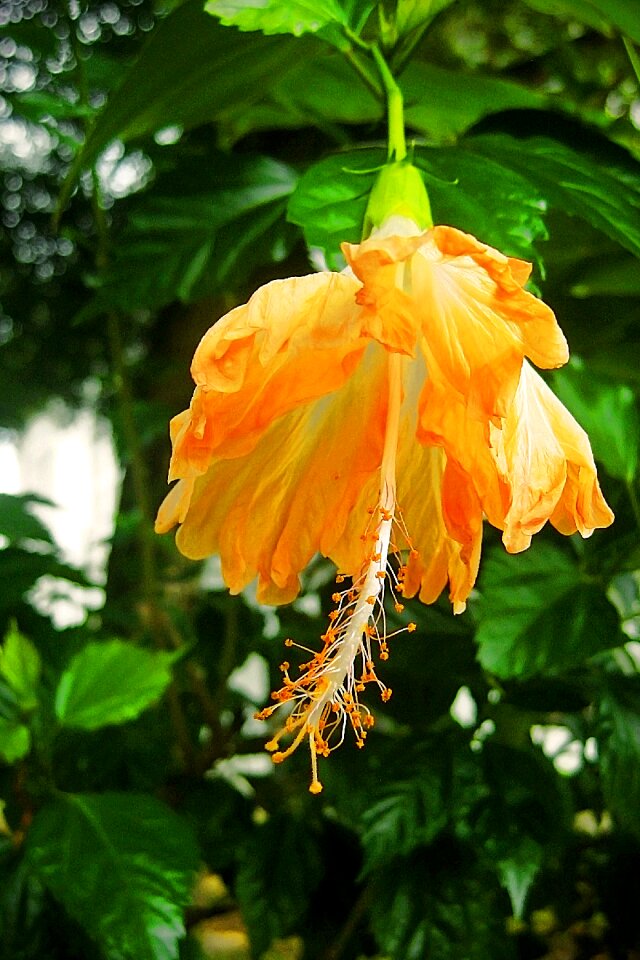 Nature indonesia exotic