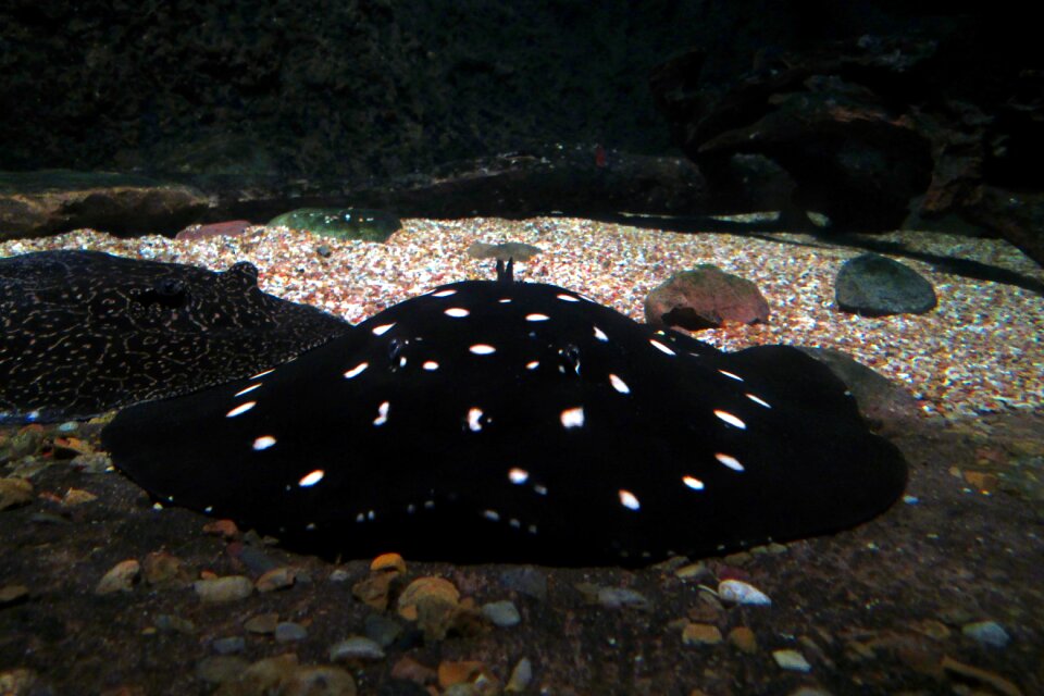 Aquarium colorful marine