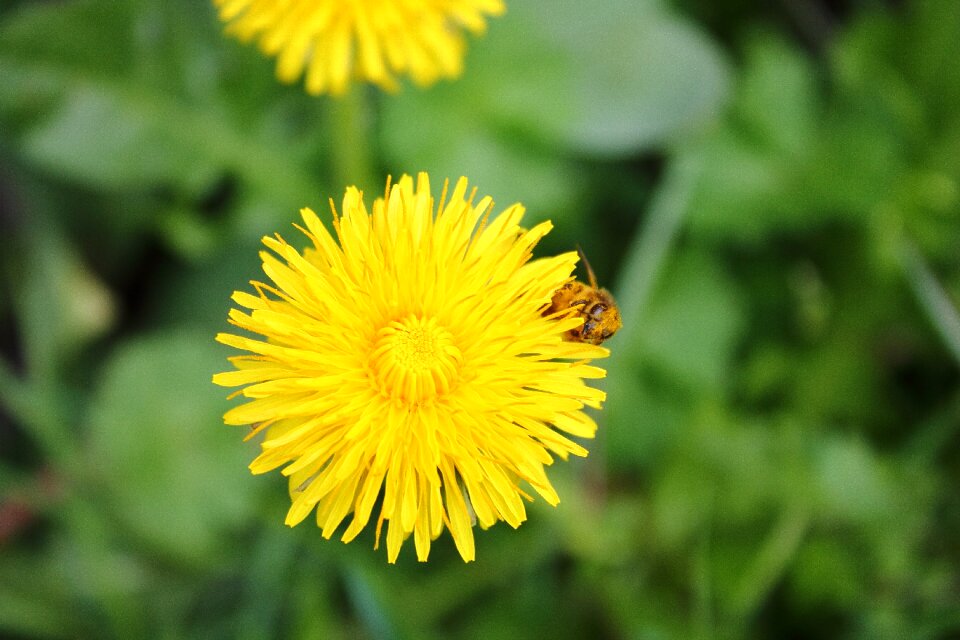 Dust sonchus oleraceus flower