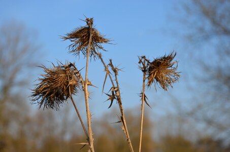 Wild plant flora prickly