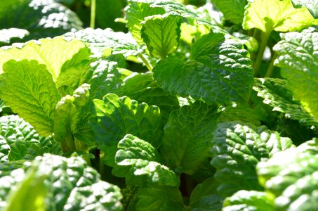 Lemon balm green culinary herbs