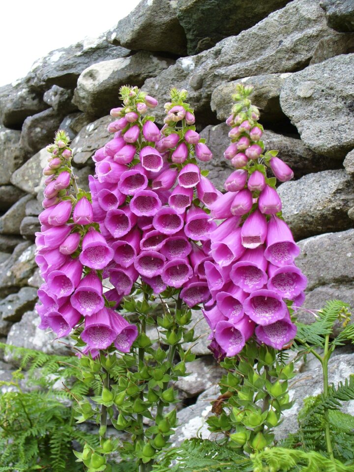 Pink digitalis toxic