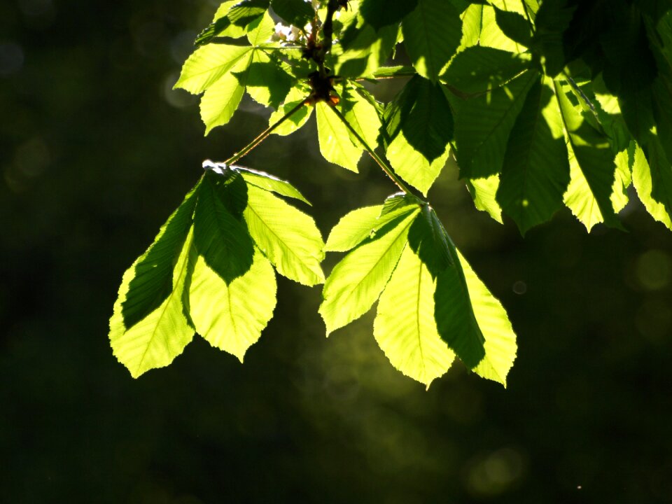 Chestnut tree chestnut tree
