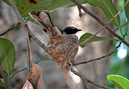 Rhipidura albicollis insectivorous passerine