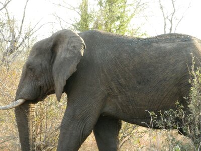 South africa african bush elephant bushland