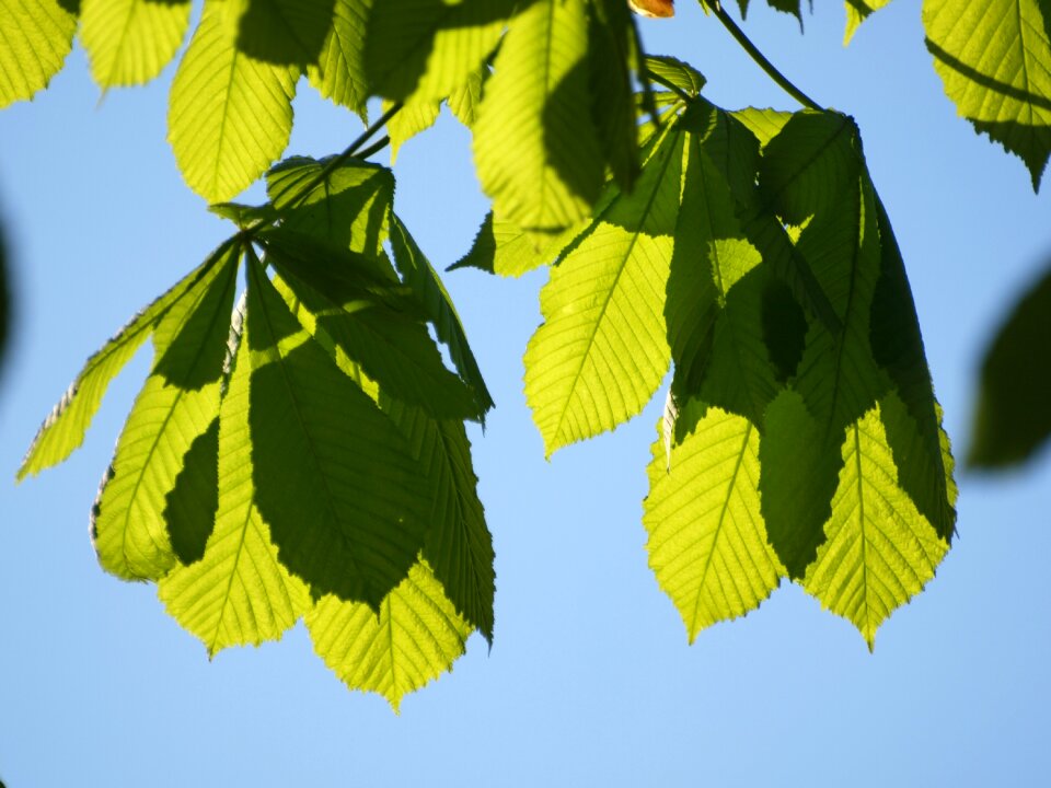 Chestnut backlighting shining