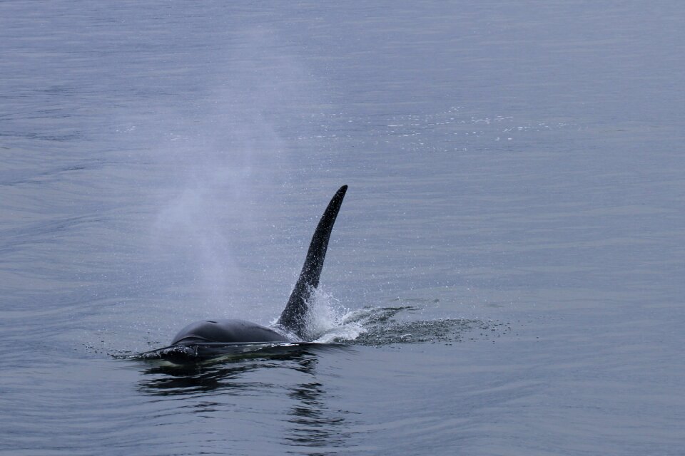 Sea mammal whales marine life