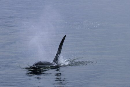 Sea mammal whales marine life photo