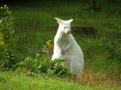 Kangaroo animals white