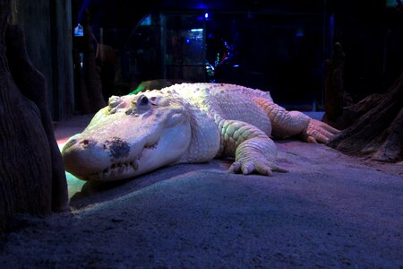 Zoo reptile lizard