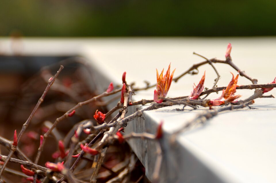 Red leaves aesthetic