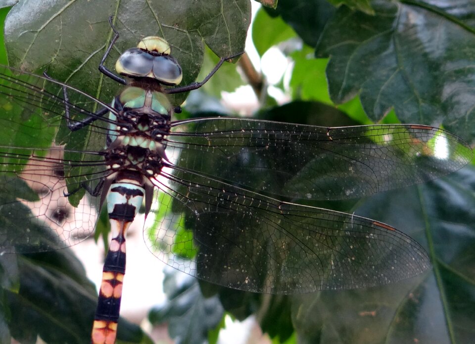 Insect dharwad india