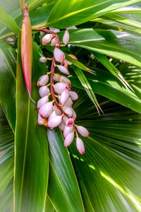 Enclosed petals spring flowers bright