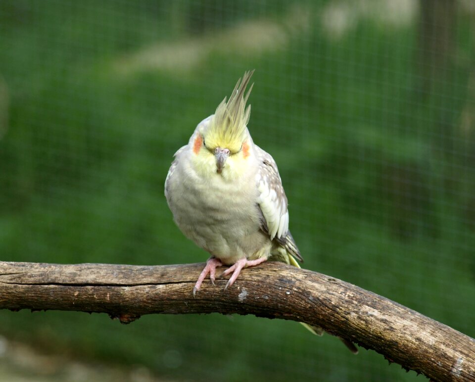 Parakeet bird nymphicus hollandicus