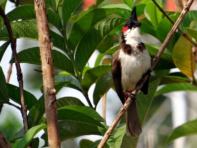 Bird sipahi bulbul dharwad photo