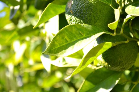 Citrus fruit immature green