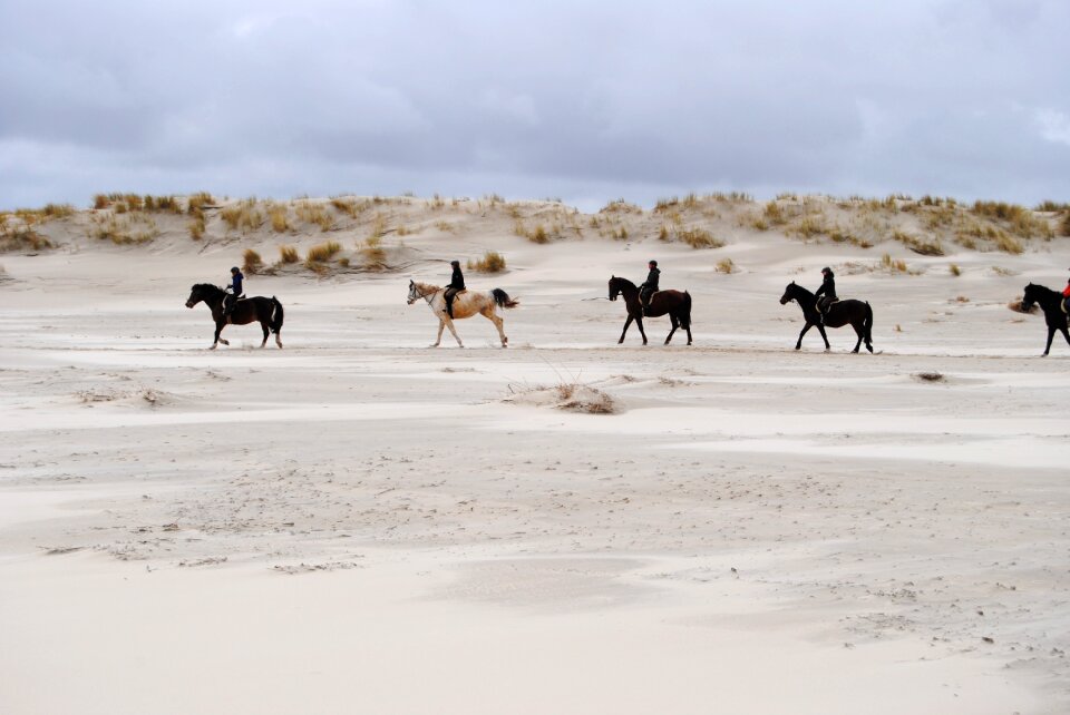 Horses spiekeroog island