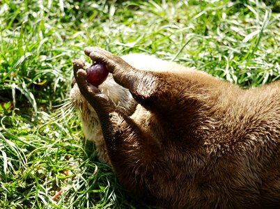 Paws grape lutrinae