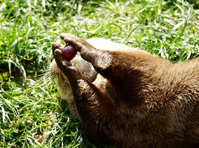 Paws grape lutrinae photo