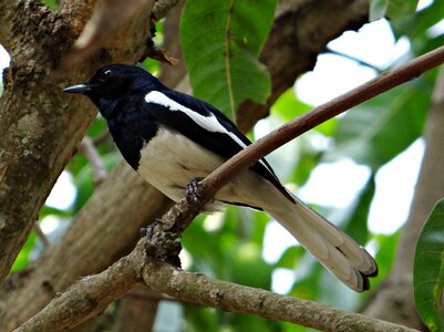 Passerine bird dharwad