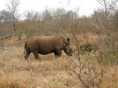 South africa rhino safari photo