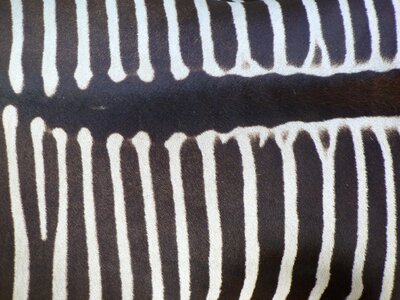 Crosswalk black and white stripes