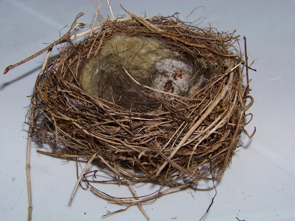 Hatchery bird breeding breed