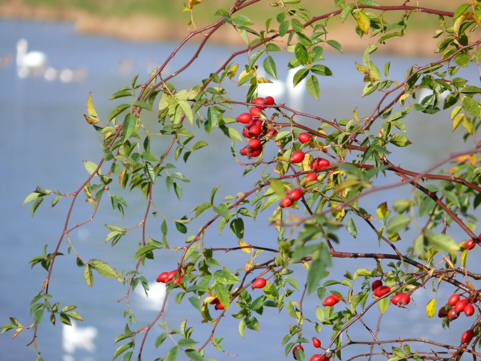 Flower fruit plant