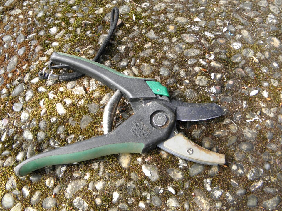 Cut off tree maintain