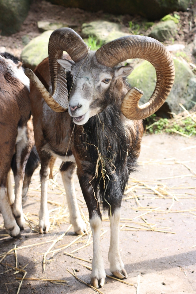 Bock animal nature