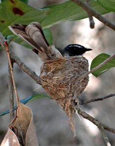 Rhipidura albicollis insectivorous passerine