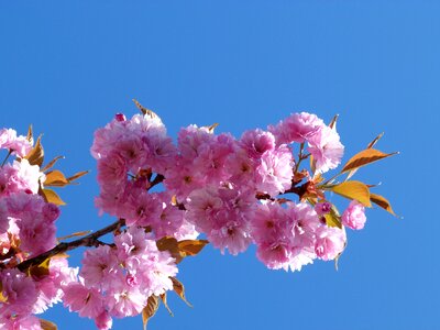Cherry flowering spring