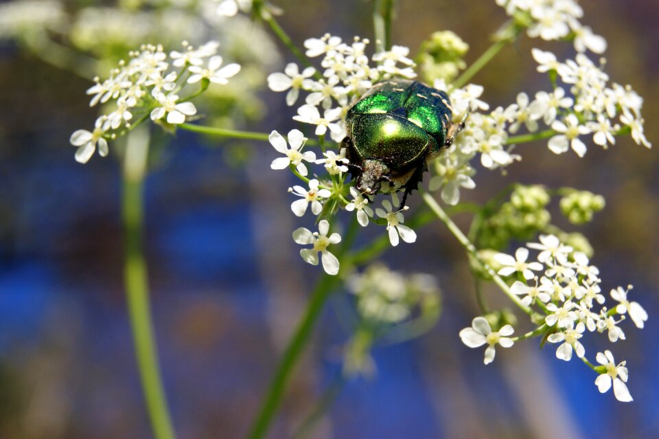 Meadow nature green
