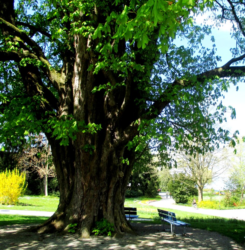 Old tree flower plätter green