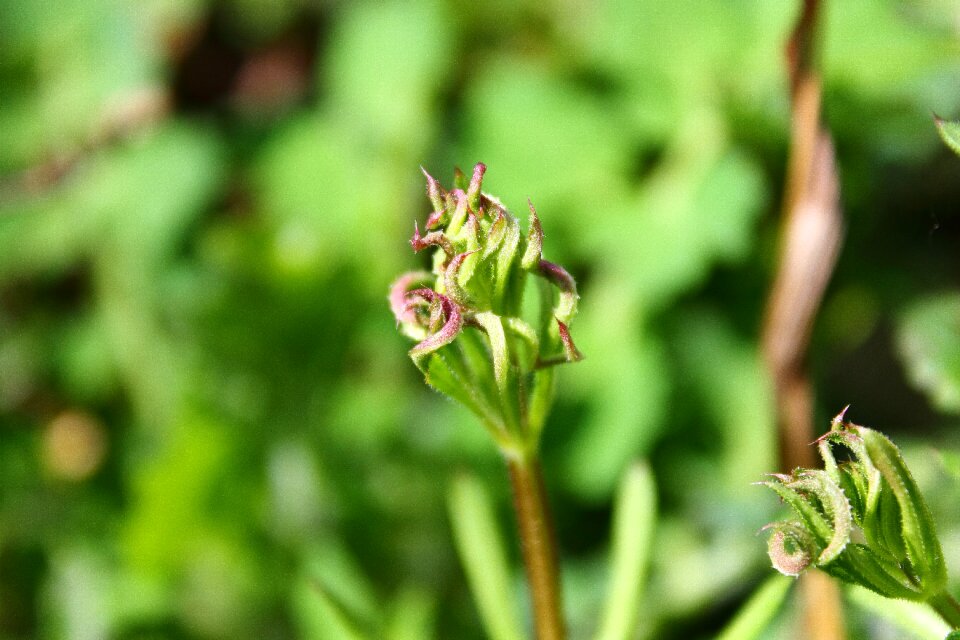 Polyana grass spring