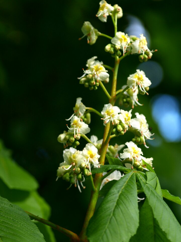 Bloom tree chestnut