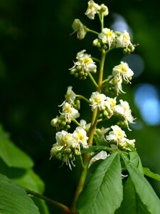 Bloom tree chestnut